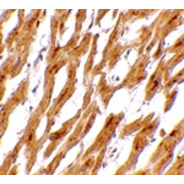 Immunohistochemistry - ASAH1 Antibody from Signalway Antibody (24730) - Antibodies.com
