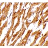Immunohistochemistry - ASAH1 Antibody from Signalway Antibody (24730) - Antibodies.com