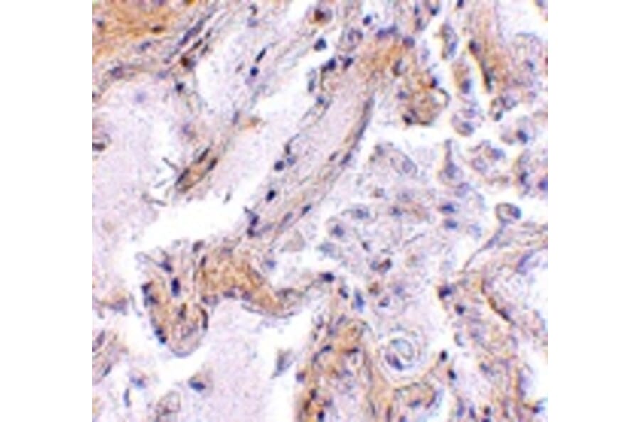 Immunohistochemistry - CAPN6 Antibody from Signalway Antibody (24738) - Antibodies.com