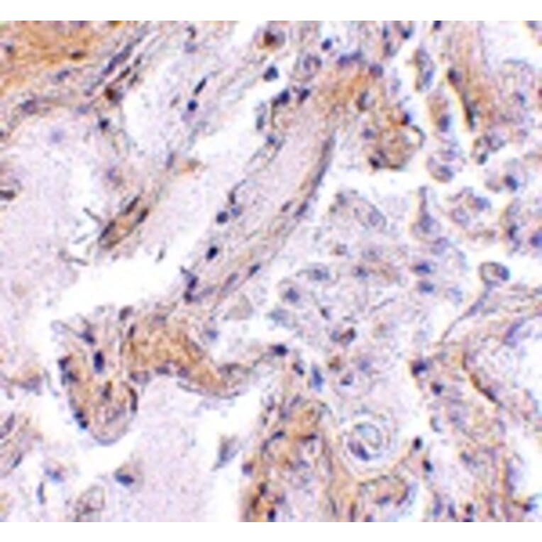 Immunohistochemistry - CAPN6 Antibody from Signalway Antibody (24738) - Antibodies.com