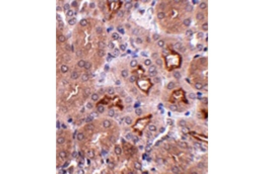 Immunohistochemistry - OTUD5 Antibody from Signalway Antibody (24761) - Antibodies.com