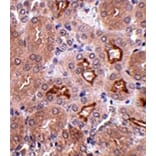 Immunohistochemistry - OTUD5 Antibody from Signalway Antibody (24761) - Antibodies.com
