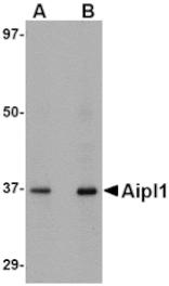 Western blot - Aipl1 Antibody from Signalway Antibody (24776) - Antibodies.com