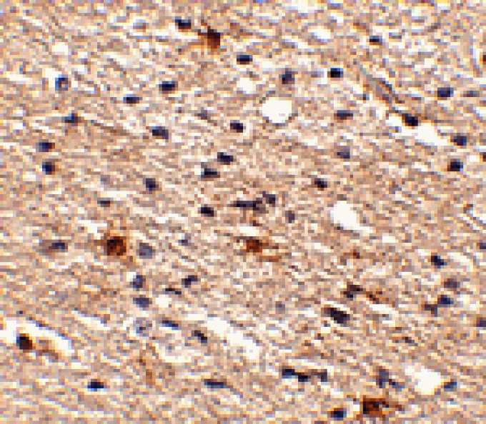 Immunohistochemistry - Aipl1 Antibody from Signalway Antibody (24776) - Antibodies.com