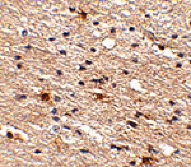 Immunohistochemistry - Aipl1 Antibody from Signalway Antibody (24776) - Antibodies.com