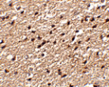 Immunohistochemistry - Stk39 Antibody from Signalway Antibody (24777) - Antibodies.com