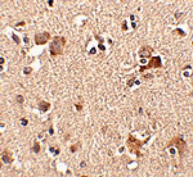 Immunohistochemistry - Aipl1 Antibody from Signalway Antibody (24780) - Antibodies.com