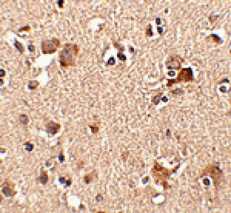 Immunohistochemistry - Aipl1 Antibody from Signalway Antibody (24780) - Antibodies.com