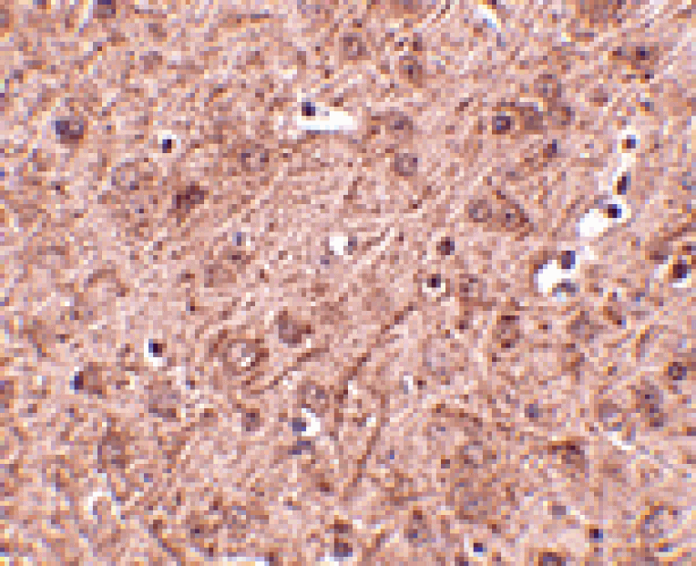Immunohistochemistry - LASS6 Antibody from Signalway Antibody (24802) - Antibodies.com
