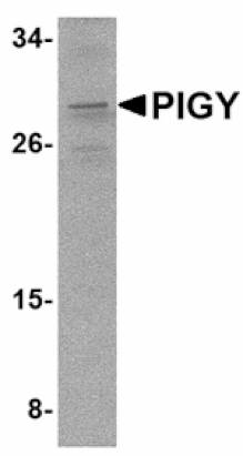 Western blot - PIG-Y Antibody from Signalway Antibody (24804) - Antibodies.com