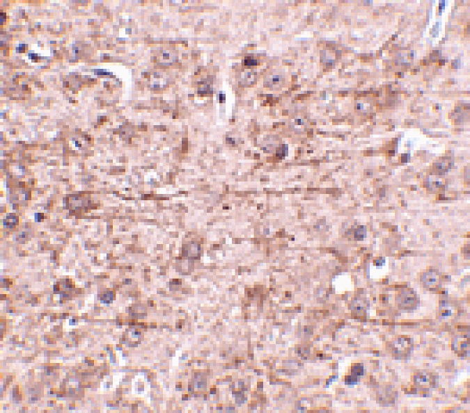 Immunohistochemistry - ZBTB1 Antibody from Signalway Antibody (24807) - Antibodies.com