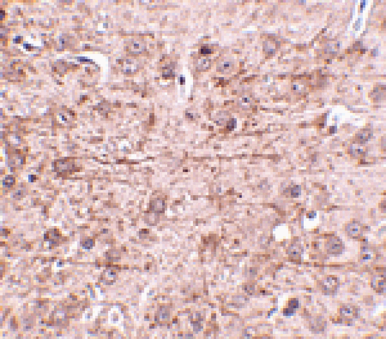 Immunohistochemistry - ZBTB1 Antibody from Signalway Antibody (24807) - Antibodies.com
