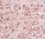 Immunohistochemistry - ZBTB1 Antibody from Signalway Antibody (24807) - Antibodies.com