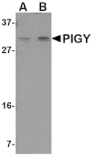 Western blot - PIG-Y Antibody from Signalway Antibody (24809) - Antibodies.com