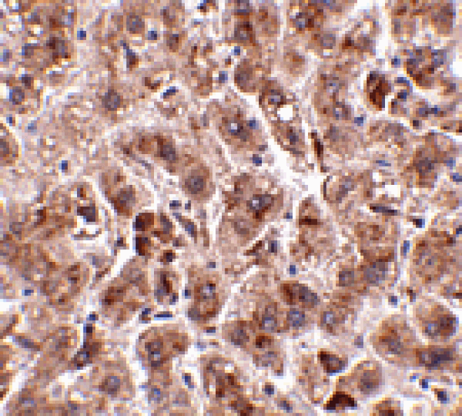 Immunohistochemistry - TREX2 Antibody from Signalway Antibody (24816) - Antibodies.com