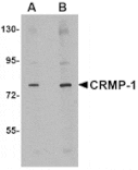 Western blot - CRMP1 Antibody from Signalway Antibody (24820) - Antibodies.com