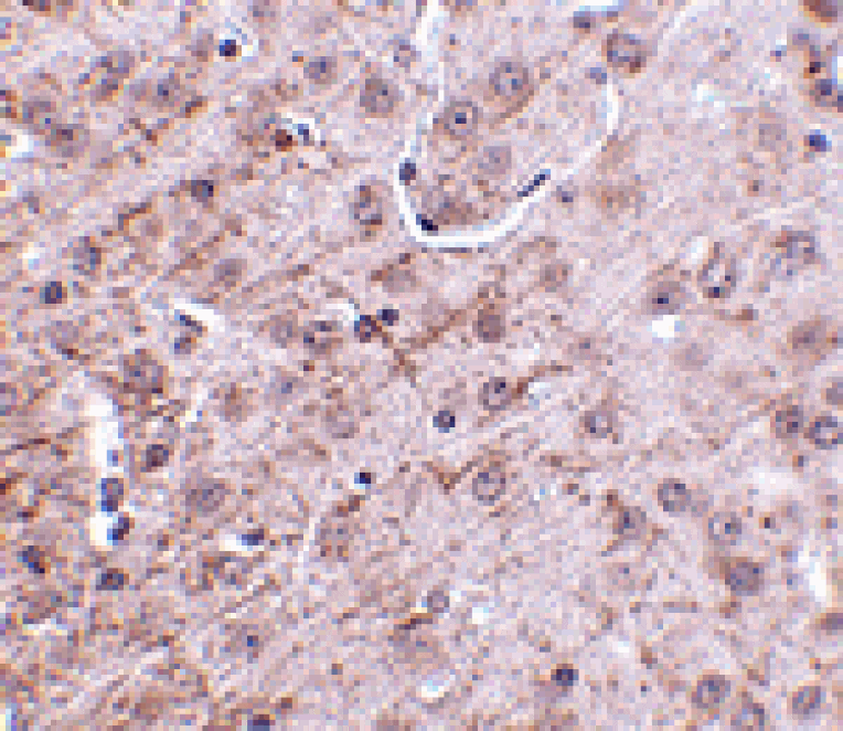Immunohistochemistry - CRMP1 Antibody from Signalway Antibody (24820) - Antibodies.com