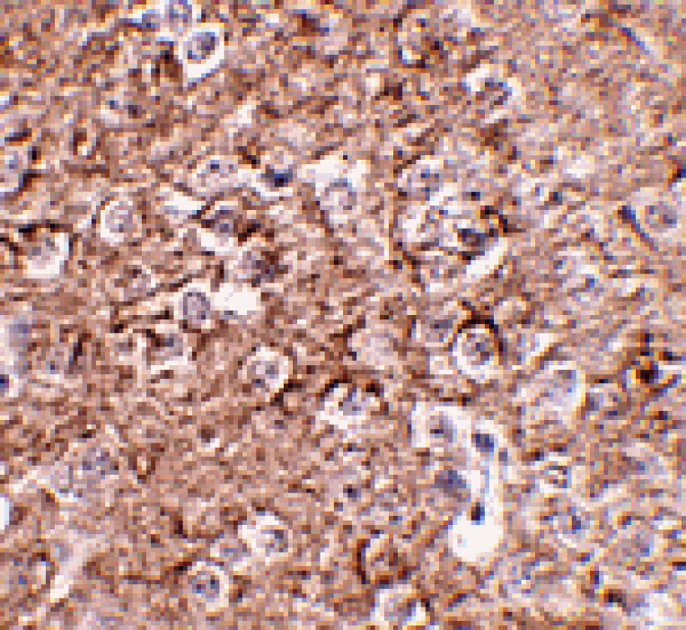 Immunohistochemistry - IL-16 Antibody from Signalway Antibody (24821) - Antibodies.com