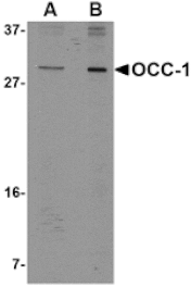 Western blot - OCC-1 Antibody from Signalway Antibody (24822) - Antibodies.com