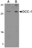 Western blot - OCC-1 Antibody from Signalway Antibody (24822) - Antibodies.com