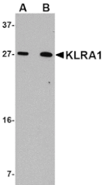 Western blot - KLRA1 Antibody from Signalway Antibody (24823) - Antibodies.com