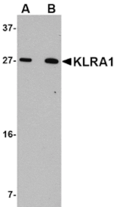 Western blot - KLRA1 Antibody from Signalway Antibody (24823) - Antibodies.com