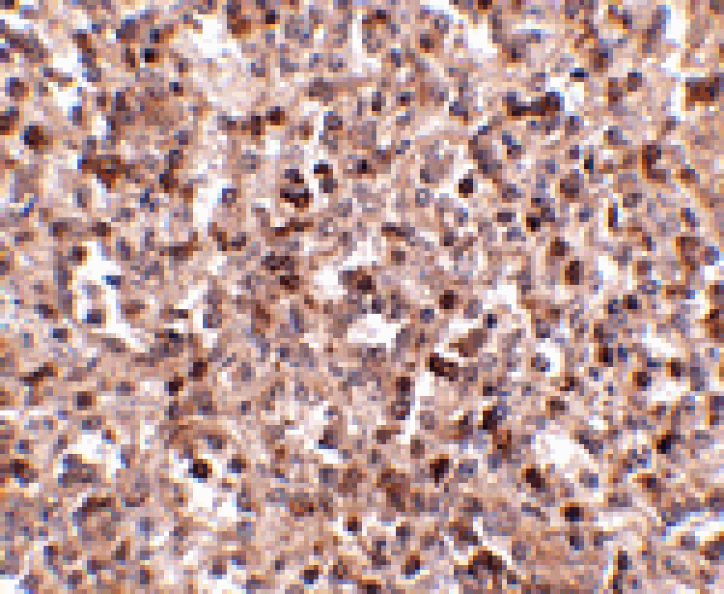 Immunohistochemistry - KLRA1 Antibody from Signalway Antibody (24823) - Antibodies.com