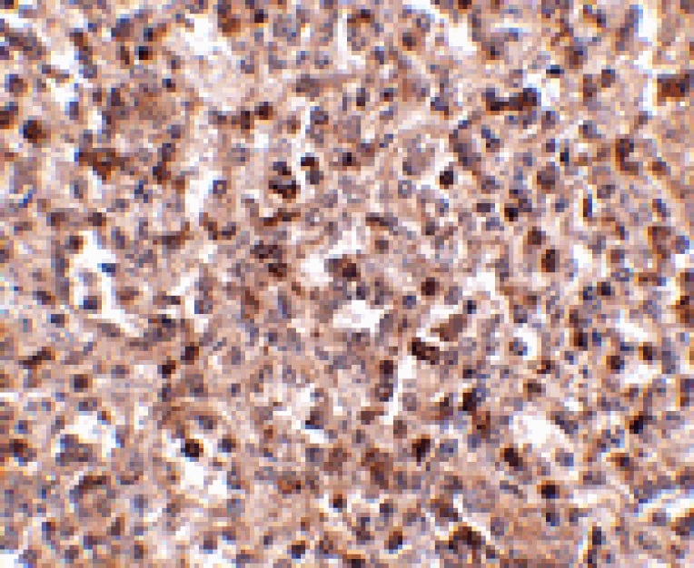 Immunohistochemistry - KLRA1 Antibody from Signalway Antibody (24823) - Antibodies.com