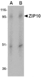 Western blot - ZIP10 Antibody from Signalway Antibody (24824) - Antibodies.com