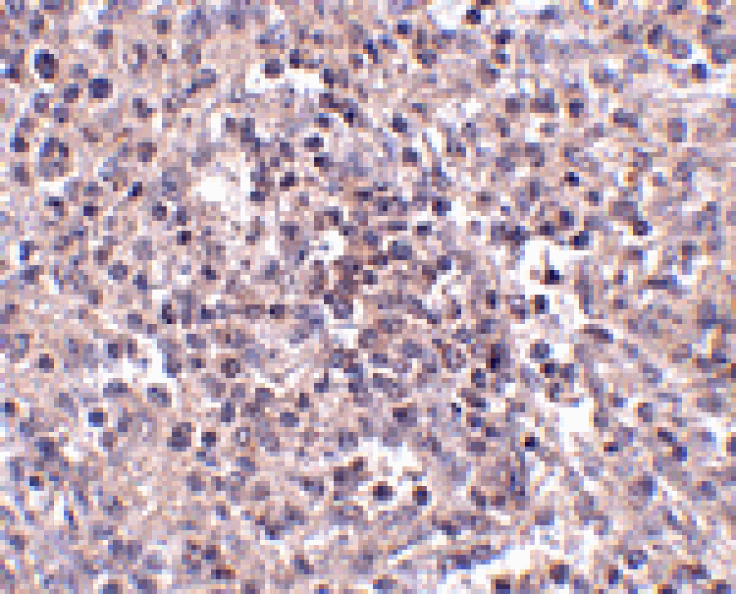 Immunohistochemistry - ZIP10 Antibody from Signalway Antibody (24824) - Antibodies.com