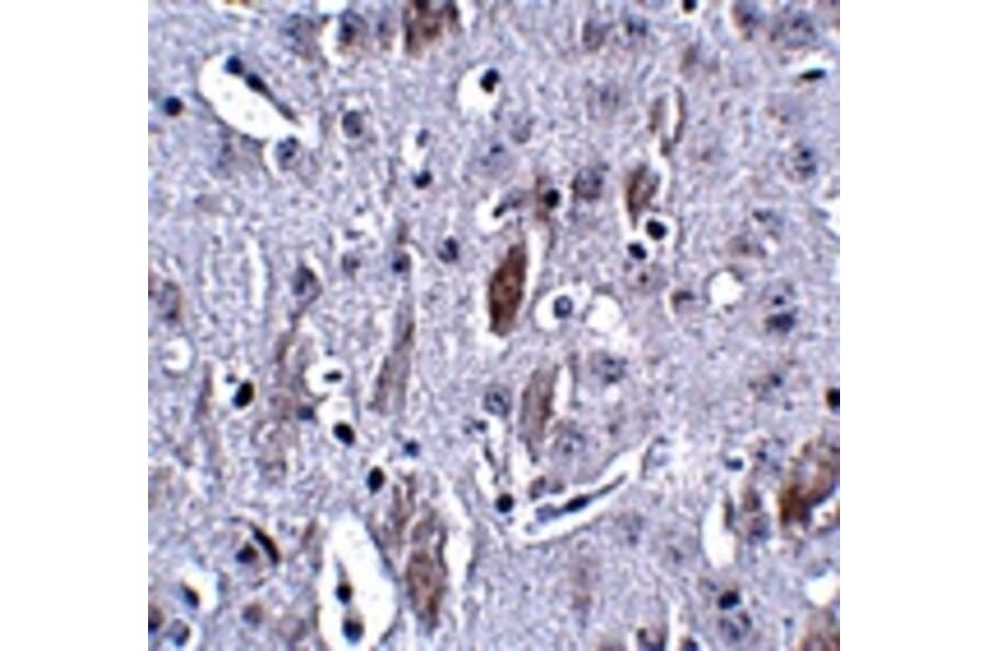 Immunohistochemistry - IL-16 Antibody from Signalway Antibody (24826) - Antibodies.com