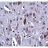 Immunohistochemistry - IL-16 Antibody from Signalway Antibody (24826) - Antibodies.com