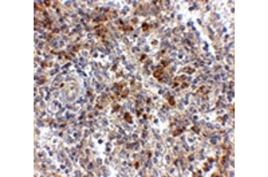 Immunohistochemistry - OCC-1 Antibody from Signalway Antibody (24827) - Antibodies.com