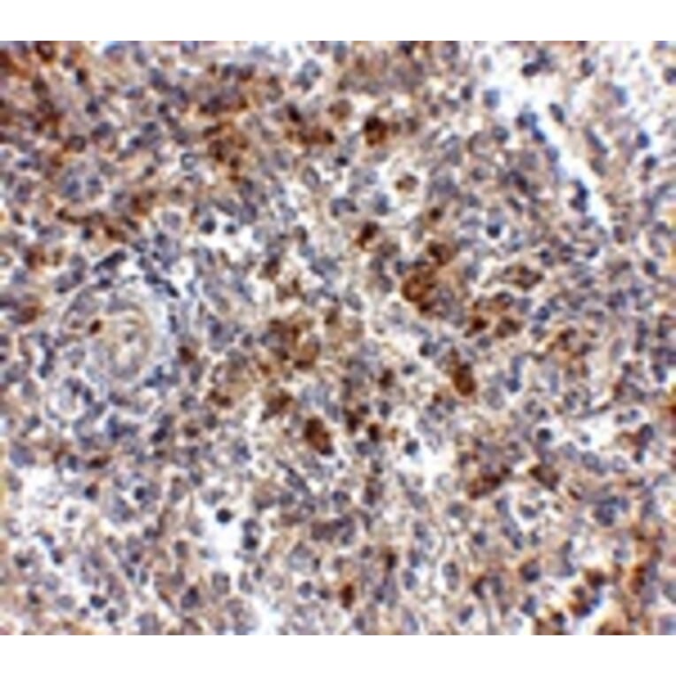Immunohistochemistry - OCC-1 Antibody from Signalway Antibody (24827) - Antibodies.com