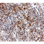 Immunohistochemistry - OCC-1 Antibody from Signalway Antibody (24827) - Antibodies.com