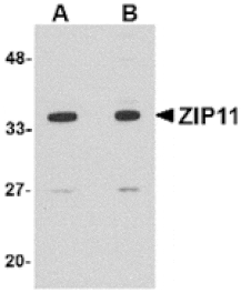 Western blot - ZIP11 Antibody from Signalway Antibody (24829) - Antibodies.com