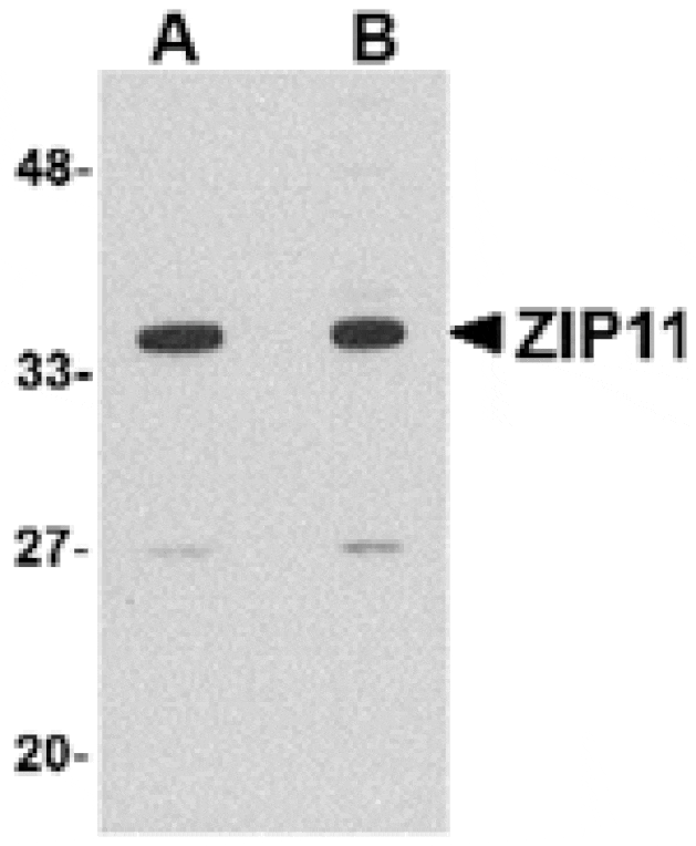Western blot - ZIP11 Antibody from Signalway Antibody (24829) - Antibodies.com