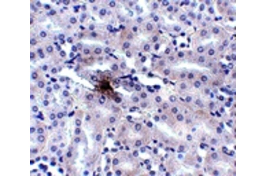 Immunohistochemistry - ZIP11 Antibody from Signalway Antibody (24829) - Antibodies.com