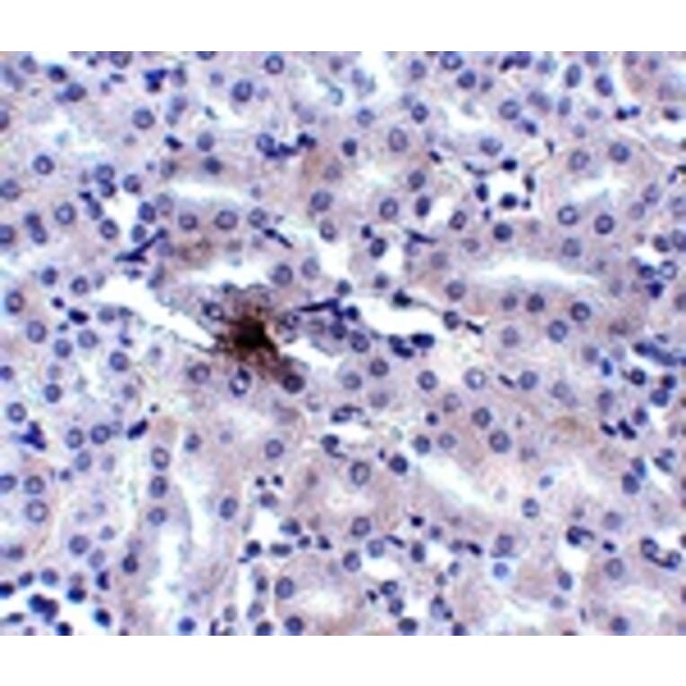 Immunohistochemistry - ZIP11 Antibody from Signalway Antibody (24829) - Antibodies.com