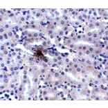 Immunohistochemistry - ZIP11 Antibody from Signalway Antibody (24829) - Antibodies.com