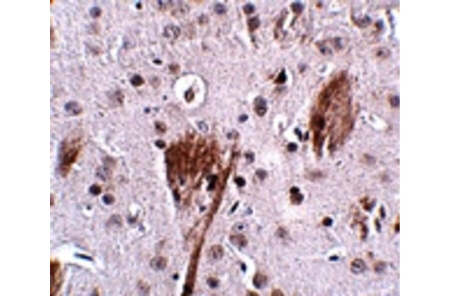 Immunohistochemistry - SPG11 Antibody from Signalway Antibody (24836) - Antibodies.com