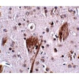 Immunohistochemistry - SPG11 Antibody from Signalway Antibody (24836) - Antibodies.com