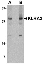 Western blot analysis of KLRA2 in mouse spleen tissue lysate with KLRA2 antibody at (A) 0.5 and (B) 1 µg/mL.