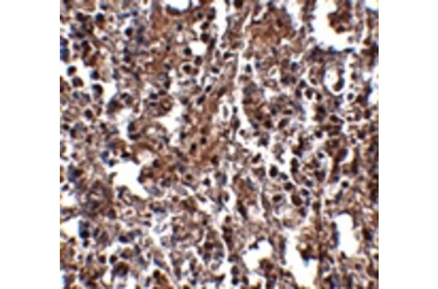 Immunohistochemistry - KLRA2 Antibody from Signalway Antibody (24837) - Antibodies.com