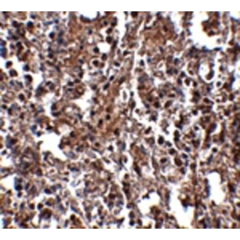 Immunohistochemistry - KLRA2 Antibody from Signalway Antibody (24837) - Antibodies.com