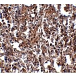 Immunohistochemistry - KLRA2 Antibody from Signalway Antibody (24837) - Antibodies.com