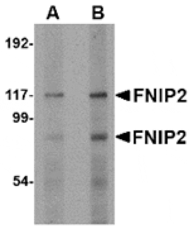 Western blot - FNIP2 Antibody from Signalway Antibody (24843) - Antibodies.com