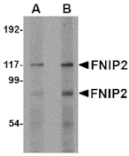 Western blot - FNIP2 Antibody from Signalway Antibody (24843) - Antibodies.com