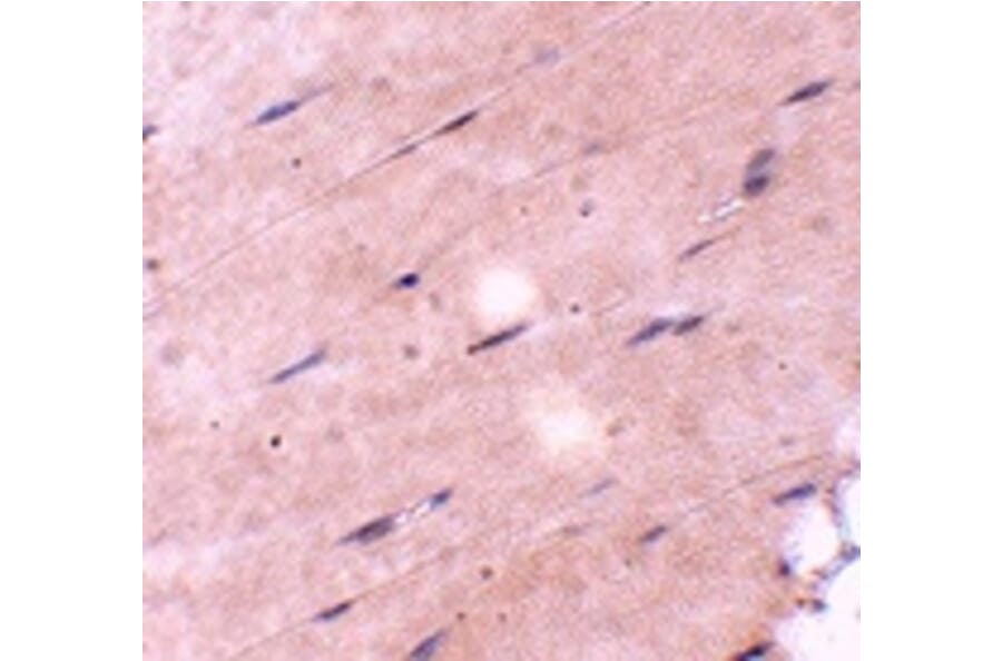 Immunohistochemistry - FNIP2 Antibody from Signalway Antibody (24843) - Antibodies.com