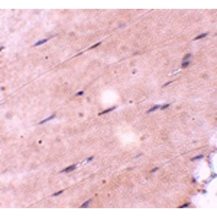 Immunohistochemistry - FNIP2 Antibody from Signalway Antibody (24843) - Antibodies.com